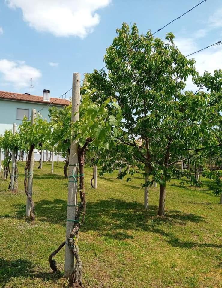 La Cjase Di Pieri E Vilme Bed and Breakfast Udine Buitenkant foto